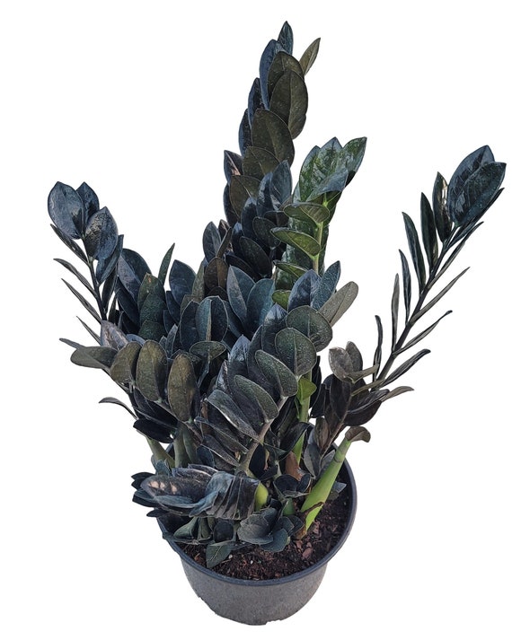 Black Raves ZZ - Zamioculcas Zamiifolia ZZ Plant in 10 Inch Pot Zanzibar  Gem - Dark ZZ - Etsy