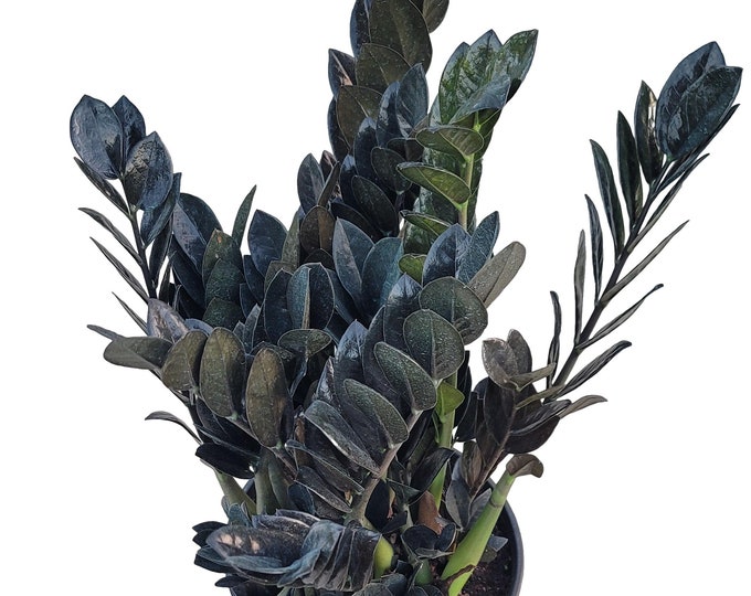 Black Raves ZZ - Zamioculcas Zamiifolia ZZ Plant in 10 Inch Pot Zanzibar Gem - Dark ZZ