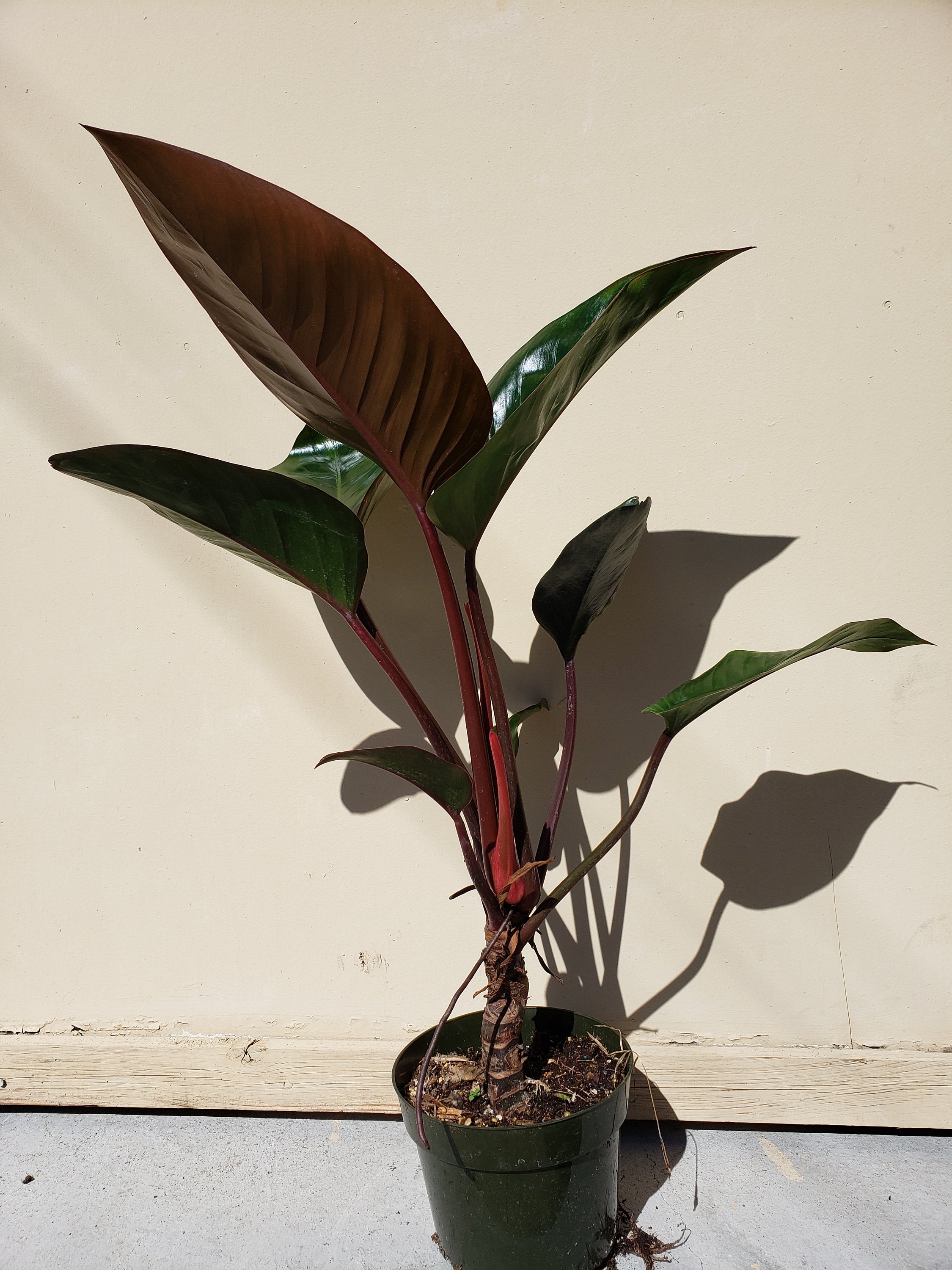Philodendron Rojo Congo Plant