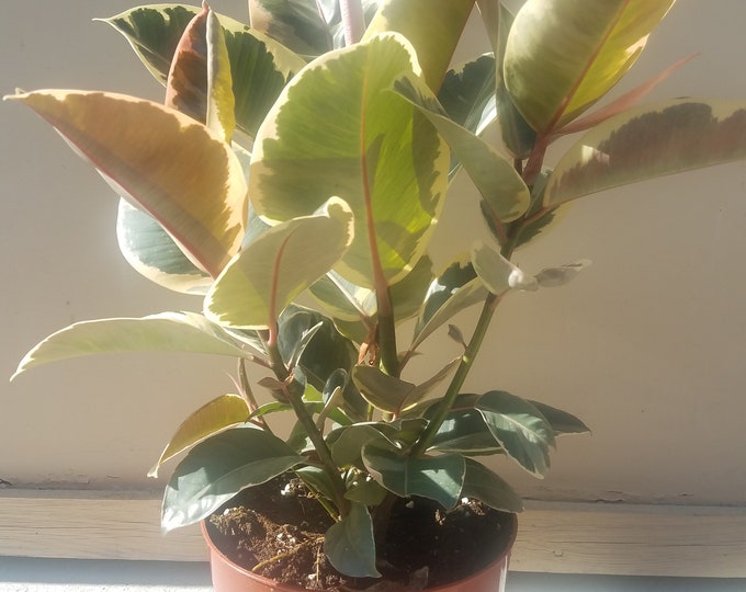 Ficus Elastica Tineke Plant in 8" Pot - About 25" tall - Nice