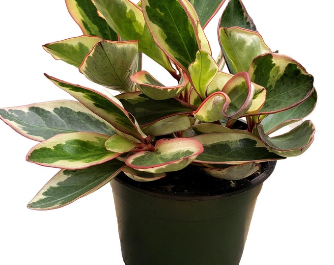 Peperomia Ginny Plant in 6 inch pot