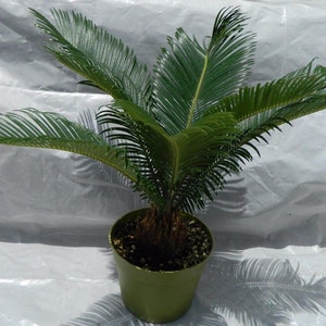Sago Palm Plant in 6" Pot