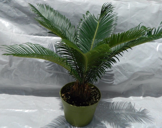 Sago Palm Plant in 6" Pot