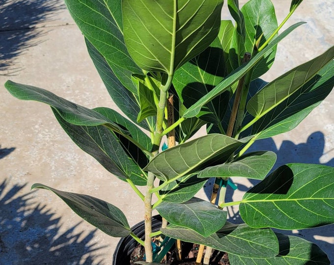 Ficus Benghalensis Plant in 10" Pot - Banyan Tree - About 42" tall