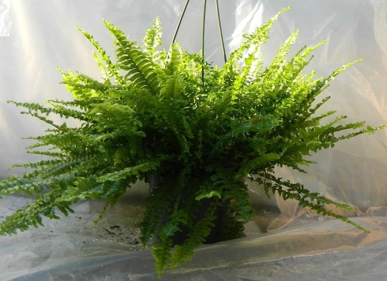 EmeraldGardensGH Boston Compacta Fern - Thumbnail 3