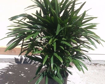 Rhapis Excelsa Palm Plant in 10" Pot - Lady Palm - 30" tall