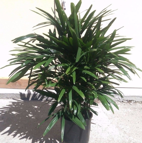 Raphis palm deals