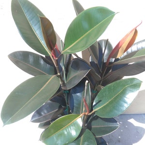 Ficus Elastica Burgundy Decora Plant in 10 Pot About 30 tall Nice image 5