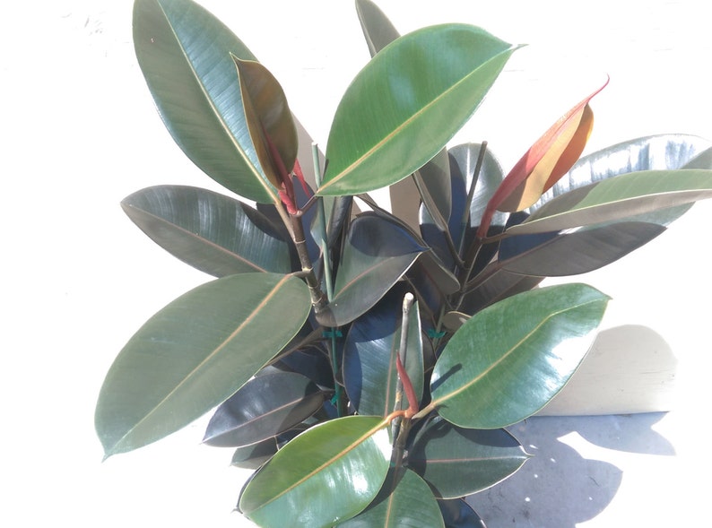 Ficus Elastica Burgundy Decora Plant in 10 Pot About 30 tall Nice image 5