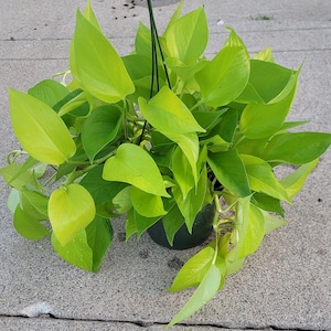 May include: A hanging potted plant with bright yellow-green leaves. The plant is in a brown pot and is hanging from a black wire.