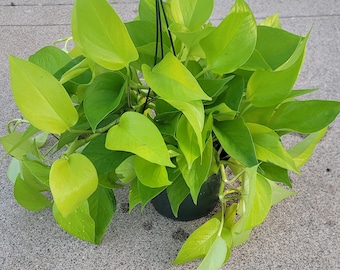 Neon Pothos Plant in 6 inch pot -