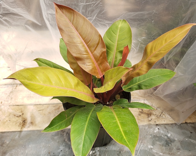 Philodendron Prince Of Orange Plant in 8 inch pot