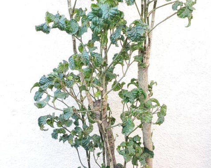 Polyscias Guilfoylei Blackie Black Aralia  Plant in 10 inch Pot - About 65" Tall