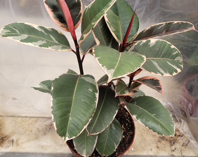 Ficus Elastica Tineke Plant in 8" Pot - About 22" tall - Nice