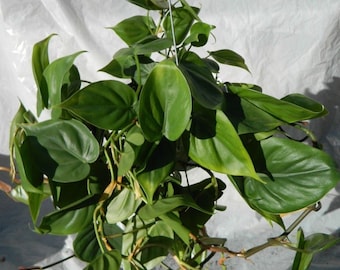 Philodendron Cordatum Plant in 6 inch pot