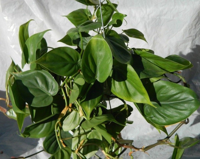 Philodendron Cordatum Plant in 6 inch pot