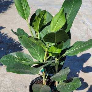 May include: A potted green ficus plant with large, glossy leaves. The plant is in a black plastic pot with brown soil.