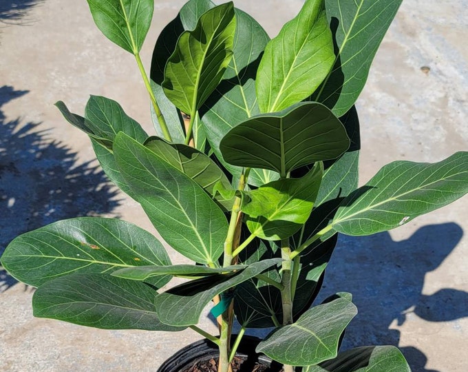 Ficus Benghalensis Plant in 10" Pot - Banyan Tree - About 28" tall