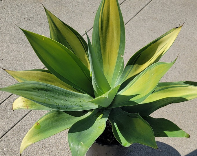 Agave  Attenuata 'Kara's Stripes' - About 20 Inches Tall from top of soil and 20 inches wide