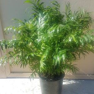 Parlour Palm Plant in 10 inch pot - Chamaedorea Elegans - Neanthe Bella Palm