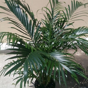 Areca Palm Dypsis lutescens Plant in 10 inch pot - About 90 inches tall