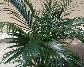 Areca Palm Dypsis lutescens Plant in 10 inch pot - About 90 inches tall