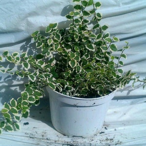 Ficus Repens Variegated Vine Plant in 6 inch pot