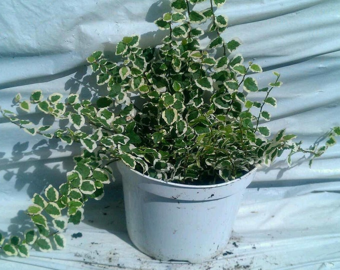 Ficus Repens Variegated Vine Plant in 6 inch pot