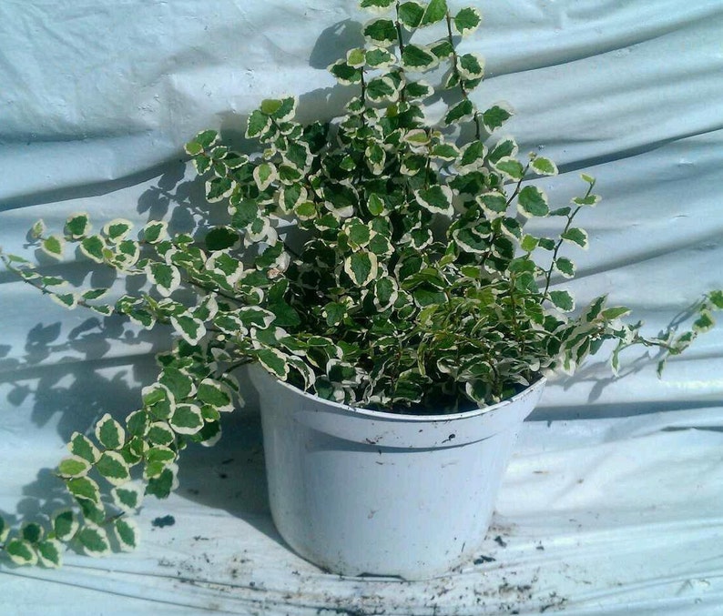 Ficus Repens Variegated Vine Plant in 6 inch pot image 1