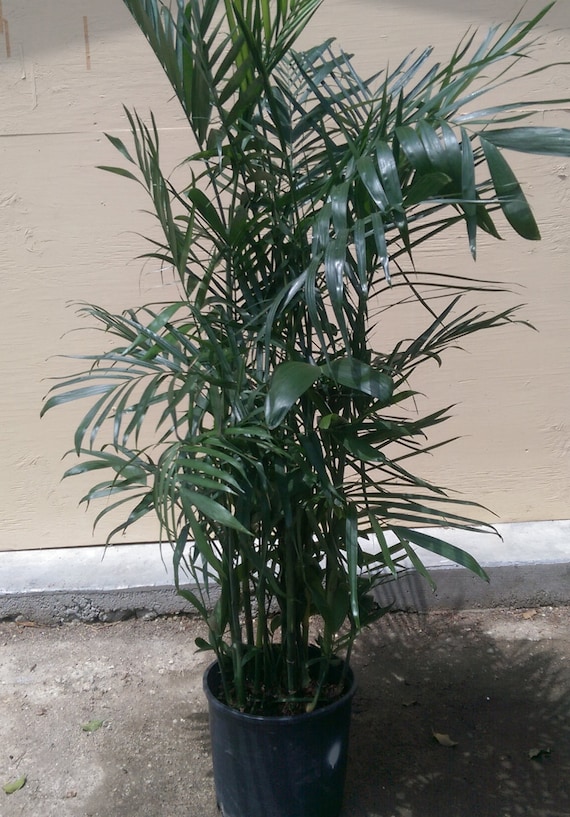 potting ponytail palm Beaucarnea recurvata (ponytail palm) main image 0