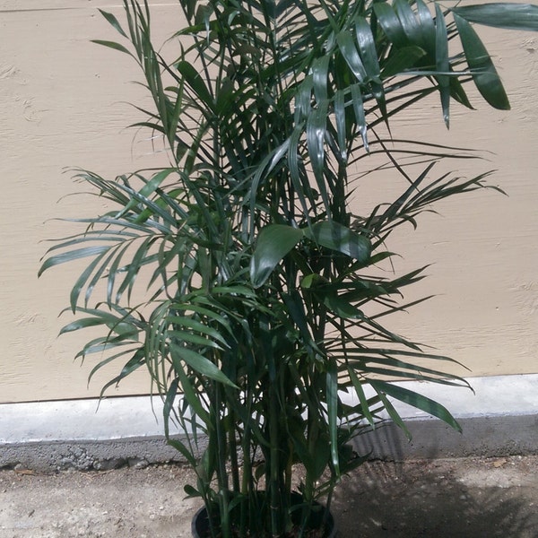 Bamboo Palm Plant in 10 inch pot - About 54 inches tall