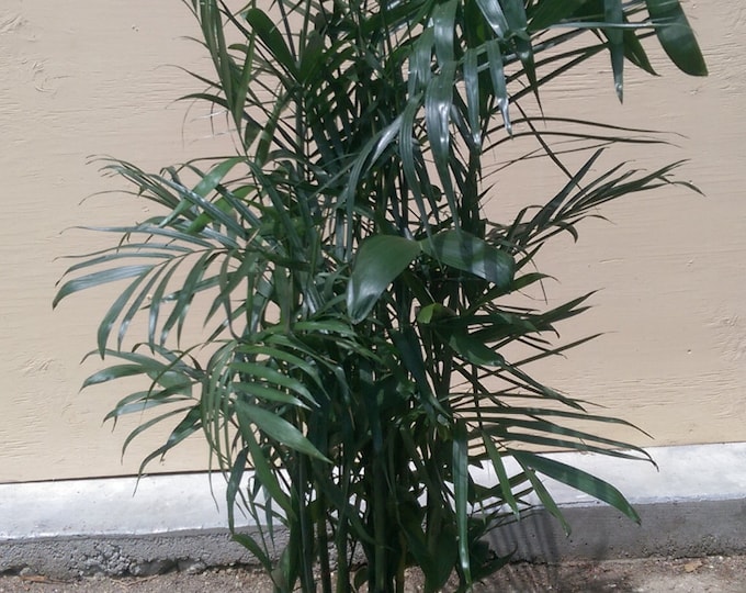 Bamboo Palm Plant in 10 inch pot - About 54 inches tall