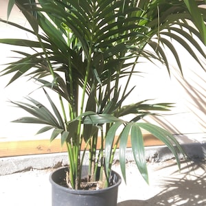 Kentia Palm Plant in 10 pot, 60 tall, Tropical, Howea Forsteriana, Sentry image 5