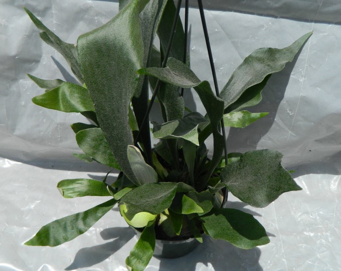Staghorn Fern plant in 6 inch pot - Platycerium - Elkhorn - Hanging