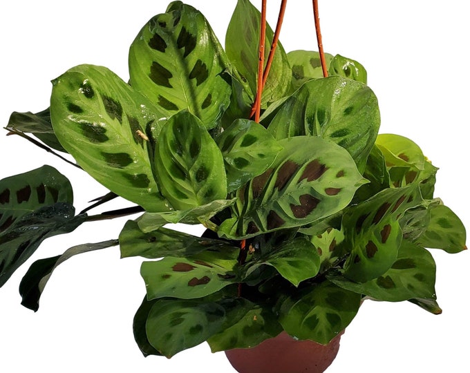 Maranta Leuconeura Green Prayer Plant in 6 Inch Pot