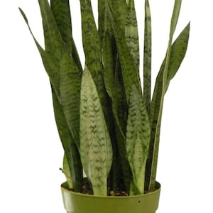 Sansevieria Zeylanica Plant in 8 inch pot - About 28 Inches Tall