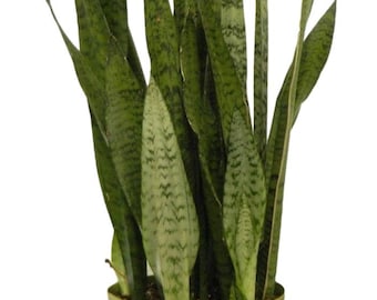 Sansevieria Zeylanica Plant in 8 inch pot - About 28 Inches Tall