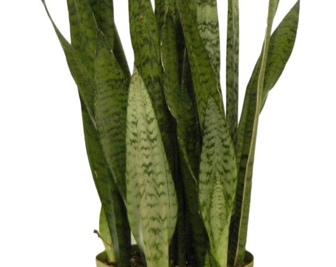 Sansevieria Zeylanica Plant in 8 inch pot - About 28 Inches Tall