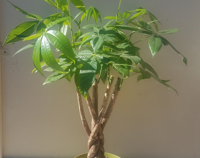 Money Tree Plant in 8 inch pot - Pachira Aquatica - About 25 Inches Tall