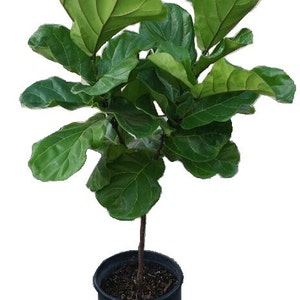 Ficus Lyrata Tree Plant in 12" Pot - Also Called Fiddle Leaf Fig or Pandurata - About 54" tall - Nice!