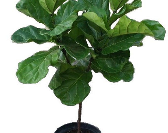 Ficus Lyrata Tree Plant in 14" Pot - Also Called Fiddle Leaf Fig or Pandurata - About 6 Feet tall - Nice!