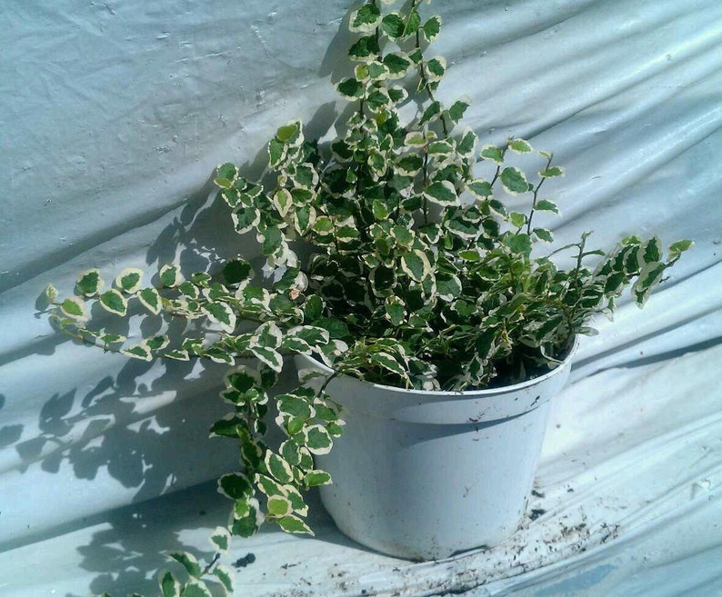 Ficus Repens Variegated Vine Plant in 6 inch pot image 2