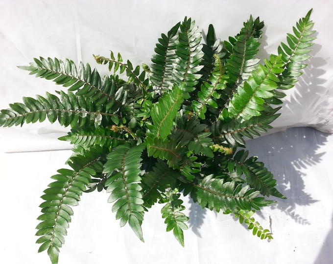 Pellaea Falcata Fern Plant in 6 inch pot