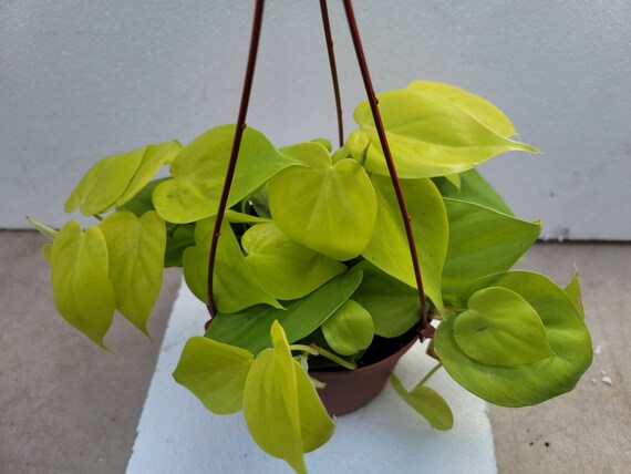 variegated monstera deliciosa for sale Monstera deliciosa variegata 'Mint' Baby main image 0