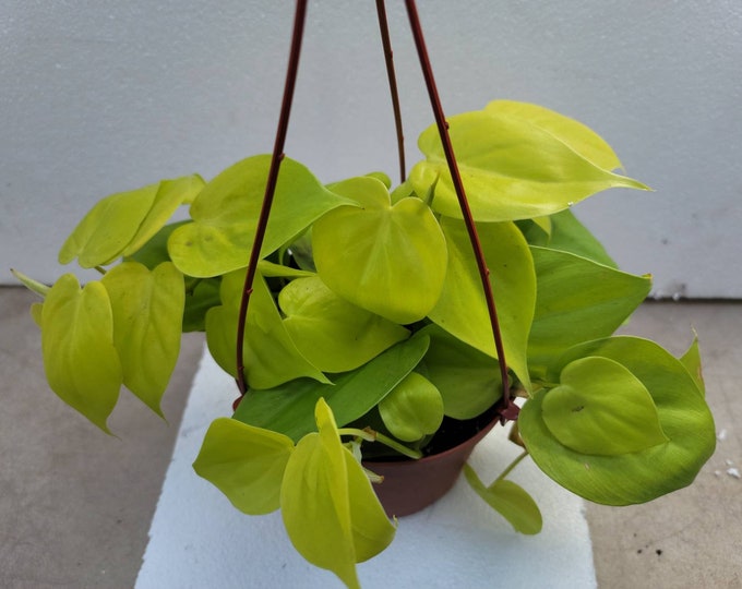 Philodendron Neon Cordatum Plant in 6 inch pot