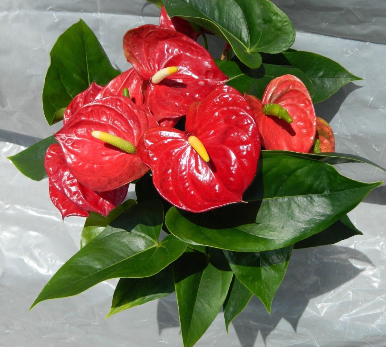 Red Anthurium Plant in 6 inch pot with Flowers Etsy