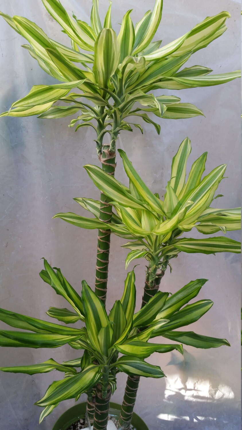 Dracaena Sol Cane Tropical Plant in 10 pot About 52 tall