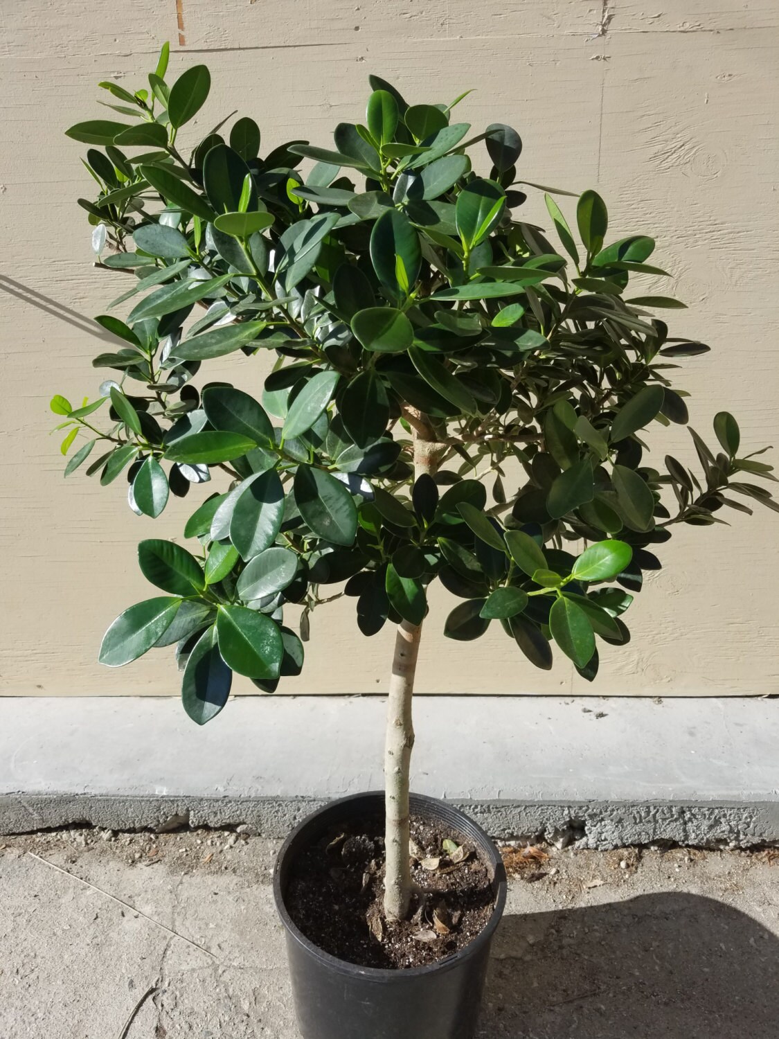 ficus microcarpa mini
