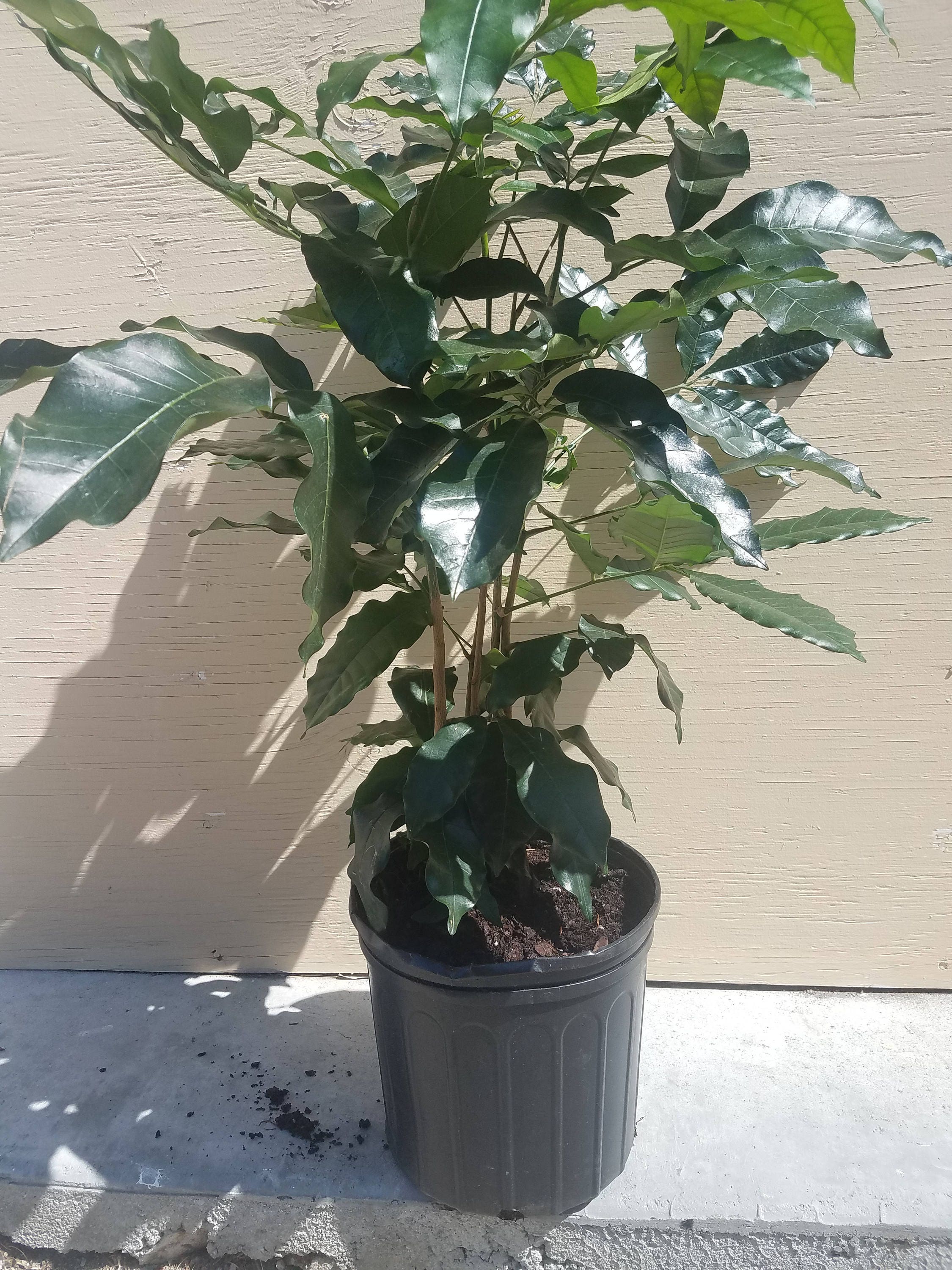 Natal Mahogany Plant in 10 Inch Pot - About 60 Inches tall