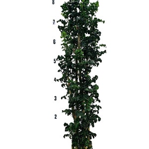 Polyscias Guilfoylei Blackie Black Aralia  Plant in 7 Gallon Pot - About 88&quot; Tall